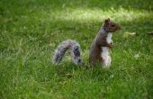 Hoe kan ik ontdoen van vervelende eekhoorns?