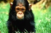 Kenmerken van een chimpansee
