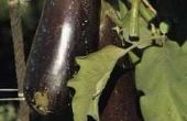 Tijd die nodig is voor aubergines te kweken echte bladeren