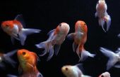 Hoeveel Fantail goudvis kun je in een aquarium van 50-Gallon?