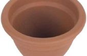 How to Grow Catnip planten in Container potten