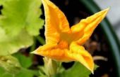 How to Grow courgette verticaal