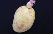 How to Plant aardappelen in strobalen