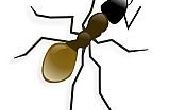 Hoe gemakkelijk Kill mieren zonder GIF (biologisch)
