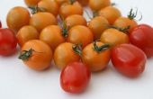 Hoe te bevriezen van verse tomaten & tomatensaus