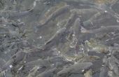 Parasitaire wormen in zoetwatervis