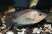 Hoe weet u of er een mannelijke of vrouwelijke Flowerhorn vis