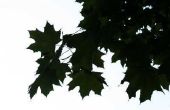 Wat maakt Maple Tree Leaves Turn Brown in de zomer?