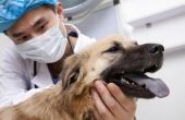 Metronidazol bijwerkingen in honden