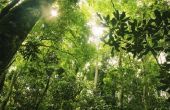 Feiten over de lagen van het regenwoud