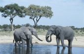 De slagtanden van een olifant kunnen worden getrokken uit zonder het doden van het dier?