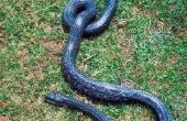 Feiten over zwarte Rat slangen
