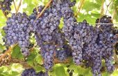 Companion beplanting met druiven
