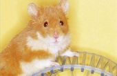 Hoe maak je een gratis Hamster informatie Website