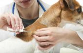 Symptomen van Canine Vestibulair syndroom