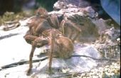 Spinnen die Live Underground