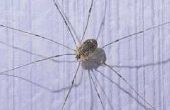 Hoe te identificeren van spinnen in New Jersey