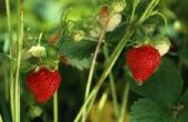 Wat voor soort planten en vruchten zijn aardbeien nauw gerelateerd?