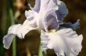 Je Plant Iris planten in de zon of schaduw?