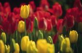 Hoeveel verschillende kleuren komen tulpen?