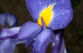 Hoe te beginnen een wilde Iris uit zaden