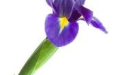 How to Grow Iris bollen binnen