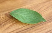 Hoe te verwijderen van chlorofyl uit bladeren