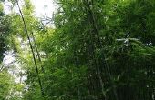 Hulpmiddelen voor snijden bamboe
