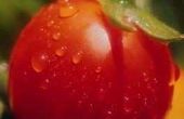 Waterstofperoxide mengsel voor tomatenplanten