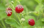 How to Plant aardbeien in Wisconsin