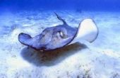 Wat zijn interessante feiten over de mariene bioom?