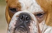 Tekenen en symptomen van nierproblemen in een mannelijke Bull Dog