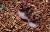 Hoe te voeden een zwevende Baby vogel