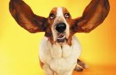 Moeten honden oren helpen hen koel te houden?