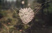 Hoe maak spinnen Webs over lange afstanden?