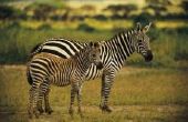 Zebra levenscyclus