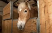 How to Build een paard stal deur