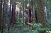 De gemiddelde hoogte van Redwood bomen