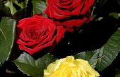 Symboliek van twee dozijn rozen