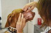 Symptomen van een rotte tand met een infectie bij een hond