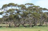 Soorten eucalyptusbomen met ronde bladeren