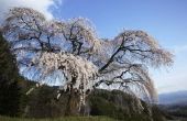 Hoe lang Is een dwerg kers Weeping Willow Tree?