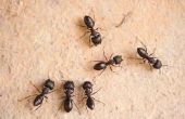 Tekenen van een Carpenter Ant besmetting
