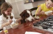 Huidallergieën & rauwe voeding bij honden