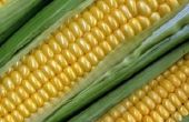 Hoe maïs op de kolf om vers te houden langer