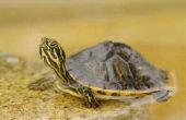 Hoe op te sporen van Baby Water schildpadden