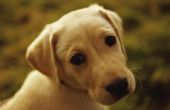Bijwerkingen van Atropine-sulfaat bij honden