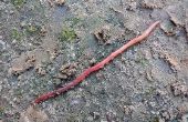 Informatie over rode Wiggler wormen
