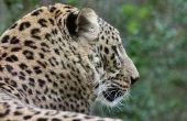 De natuurlijke Habitat van Jaguars