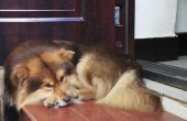 Hoe de behandeling van longontsteking bij honden